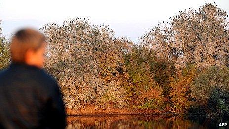 A boy looks at trees full of cormorants in the Kopacki Rit nature park