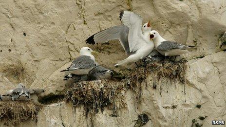 Kittiwakes