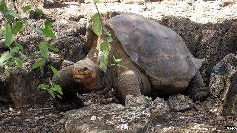 Picture of "Lonesome George" taken on 21 July 2008 at the Breeding Centre Fausto Llerena of the Charles Darwin station in the Galapagos' Santa Cruz Island