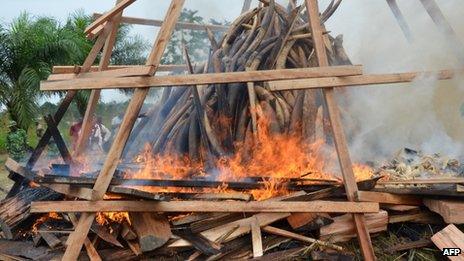 Seized ivory goes up in smoke in Libreville, Gabon, on Wednesday, 27 June 2012, in a ceremony to symbolise Gabon's commitment to ending poaching and other wildlife crimes