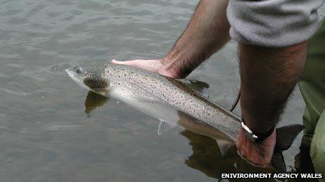 Fisherman returning a salmon