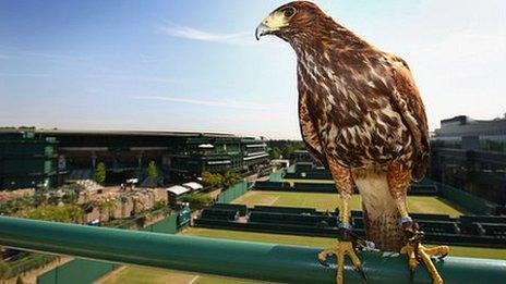 Rufus the hawk pictured at Wimbledon