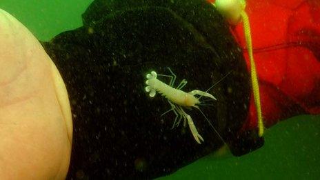 Baby lobster underwater