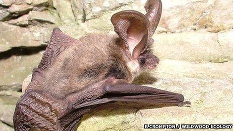 Grey long-eared bat (Pic: Richard Compton, Wildwood Ecology)