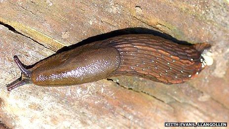 Spanish stealth slug