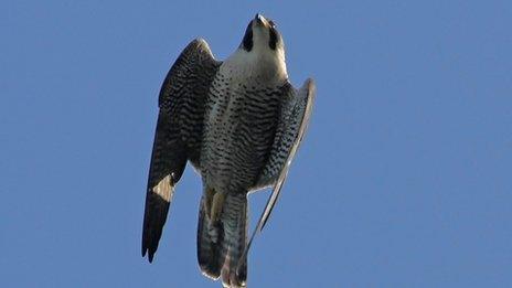 Peregrine falcon in Scarborough. Picture: Adrian Ewart