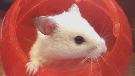 A hamster in a red ball, image by RSPCA