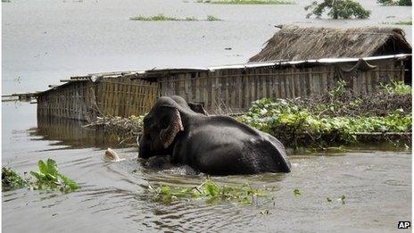 A baby elephant along with its mother wades through floodwaters at Kaziranga National Park in Guahati, India, Saturday, June 30, 2012