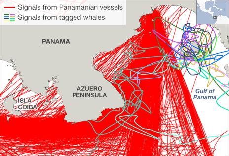 Panama whales map