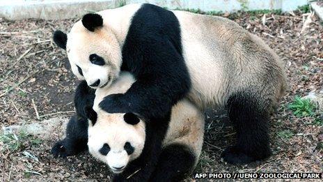 Pandas Ri Ri and Shin Shin at Tokyo's Ueno zoo