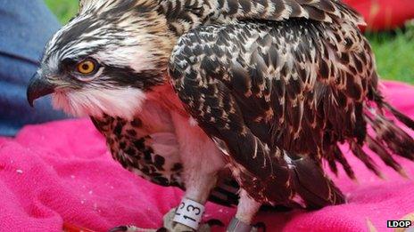 The male osprey chick