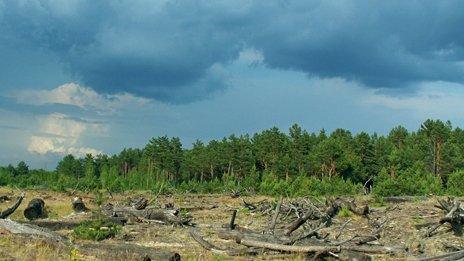 Chernobyl forest