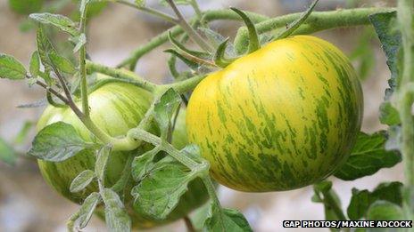 Green zebra tomatoes