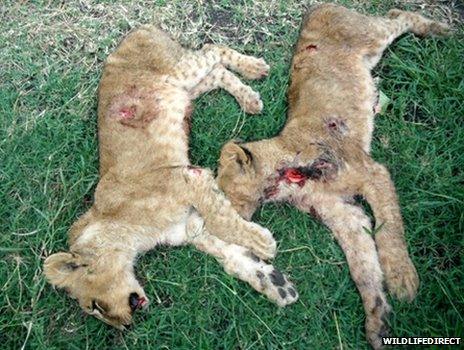 Two dead lion cubs