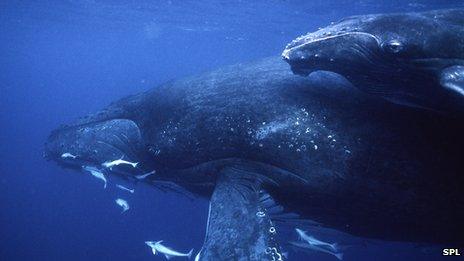 Humpback whales (file photo)