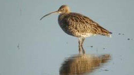 A curlew