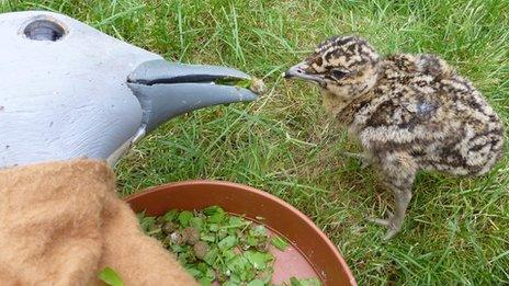 Great bustard chick and mother puppet