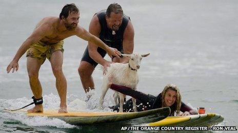 Dana McGregor, far left, surfs with his pet goat Pismo and friends Mark and Debbie Gale