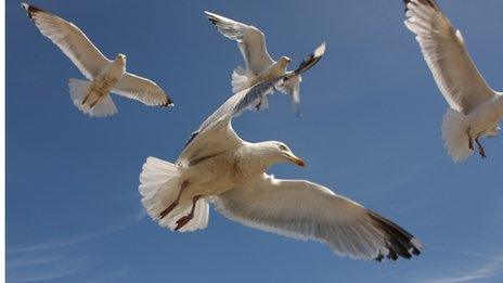 Seagulls