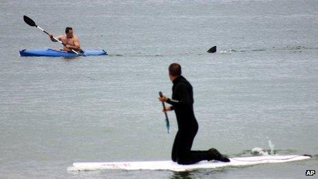 Shark approaches man in kayak