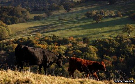 Cows in field