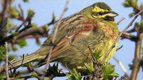 Cirl bunting (RSPB)