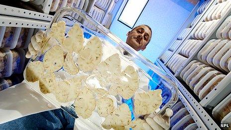 A technician carries slices of a human brain donated for medical research