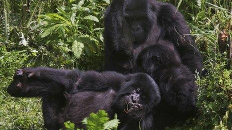 Gorillas in Virunga National Park