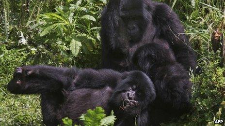 Gorillas in Virunga National Park