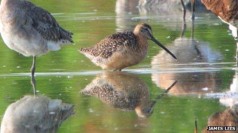 Long-billed dowitcher