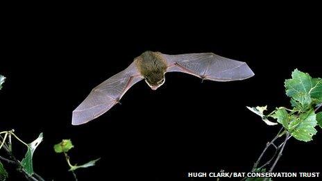 Common pipistrelle bat