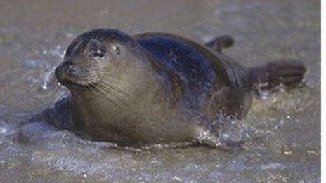 Harbor seal