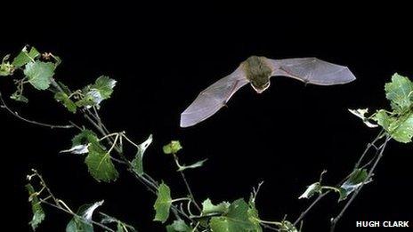 Pipistrelle bat (Sussex Wildlife Trust)