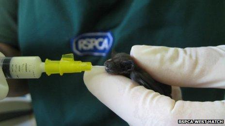 Overheated pipistrelle bats, RSPCA West Hatch