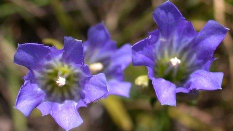 Marsh gentian