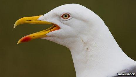 Lesser Black-backed Gull