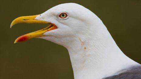 Lesser Black-backed Gull