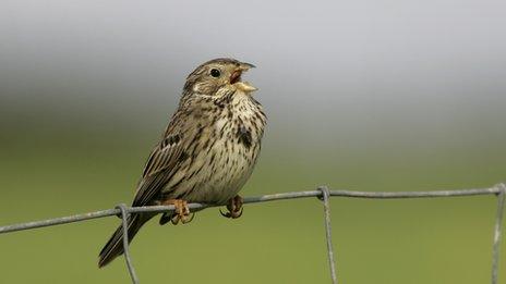 Corn bunting [Pic: Andy Hay/RSPB]