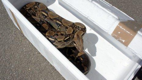 Boa constrictor