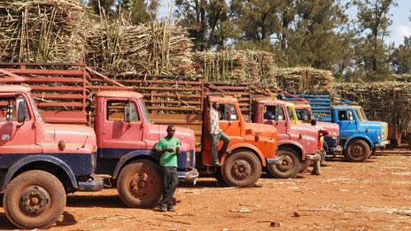 Kakira sugar cane plantation