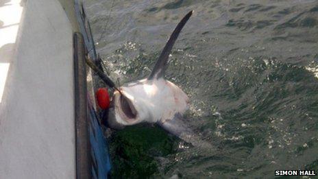 Thresher shark caught off Looe