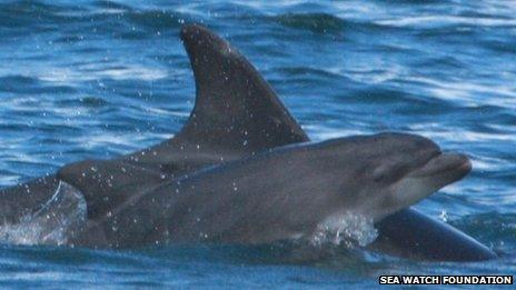 Dolphin calf