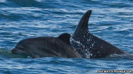 Dolphin calf