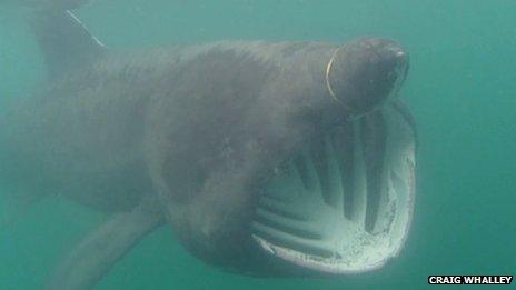 Basking shark in Manx waters