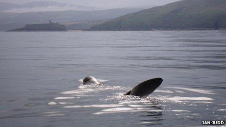 Basking shark off the coast of Peel