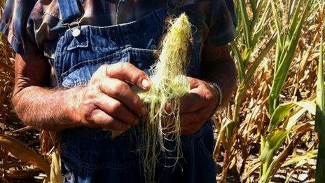 Marion Kujawa holds up an ear of corn in Illinois