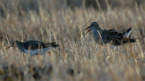 Mating