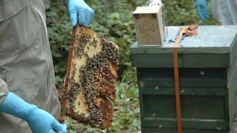 Bees at the national centre are being fed sugar to avoid starvation