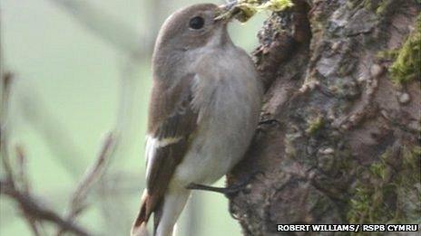 A pied flycatcher similar to the one recorded in north Wales