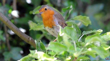 Robin